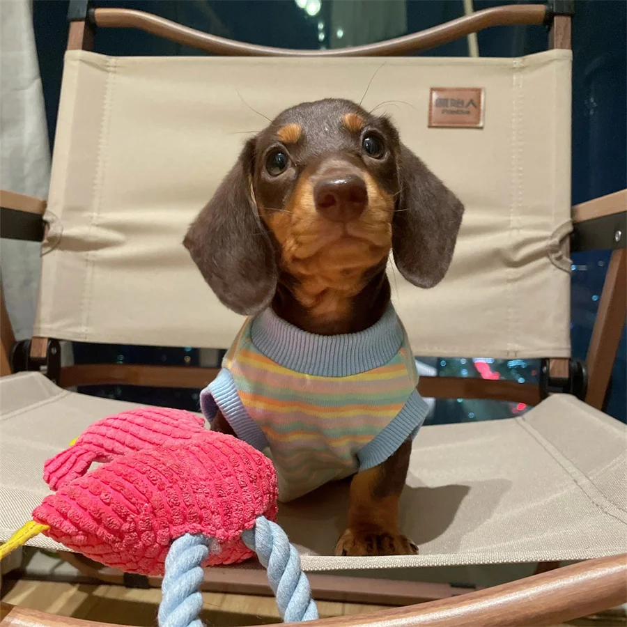 Ajuste para perros pequeños y medianos