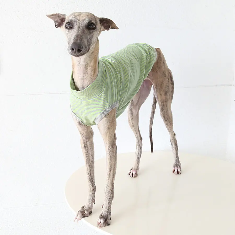 Ropa ligera para galgo italiano en uso