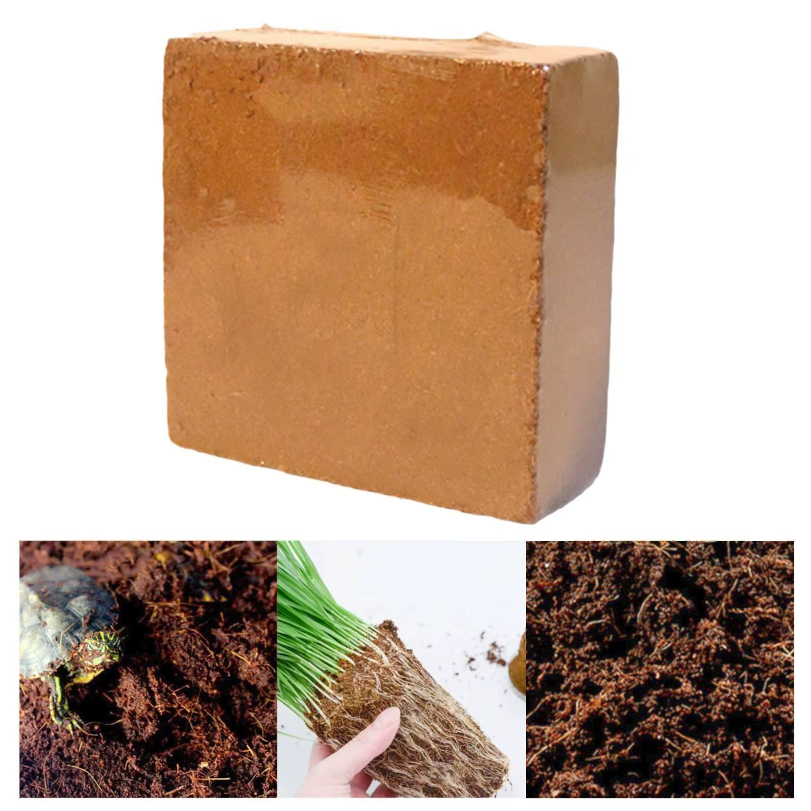 Maceta de fibra de coco para cultivar hierba gatera en casa - imagen 5