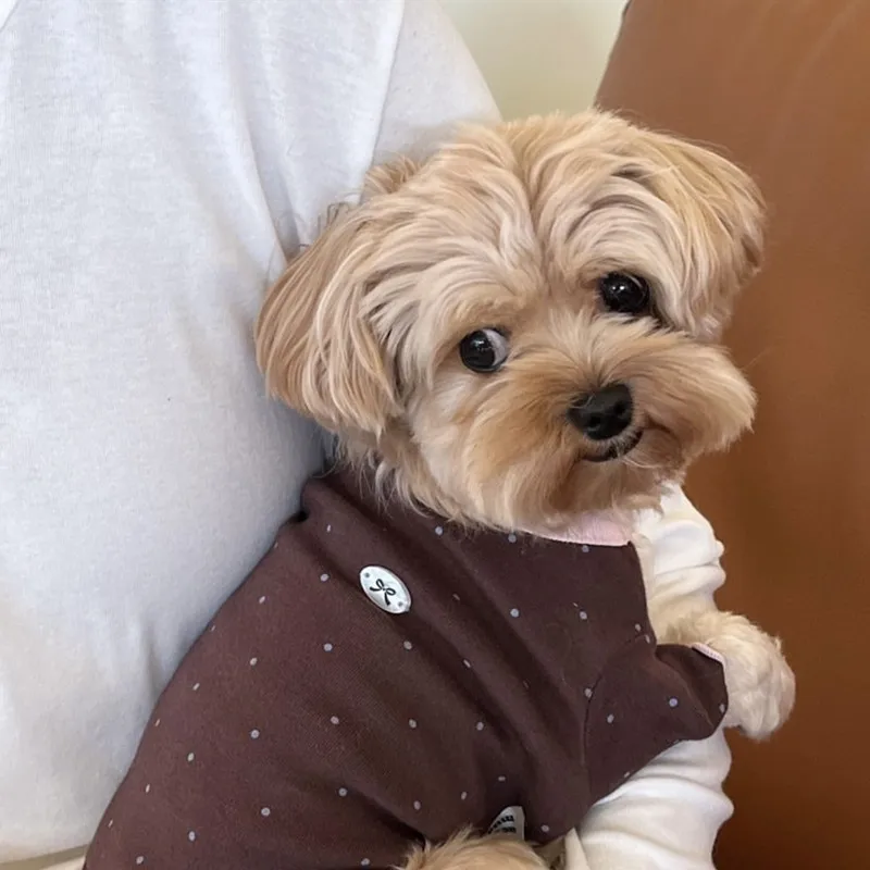 Camiseta para perros pequeños usada en exterior