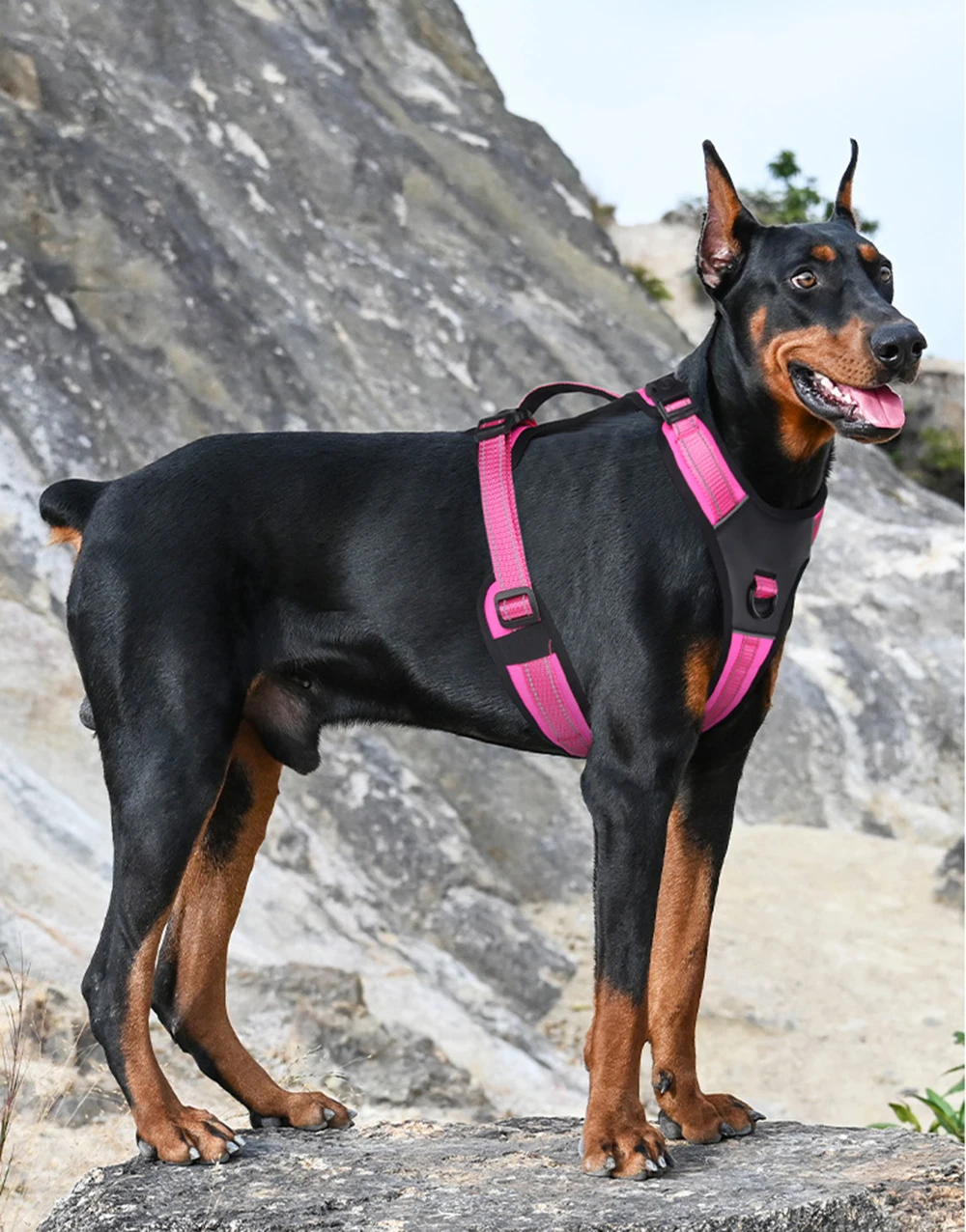 Perro feliz corriendo en un parque con el arnés puesto