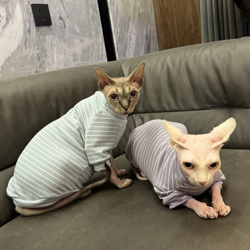 Gato Sphynx con ropa interior