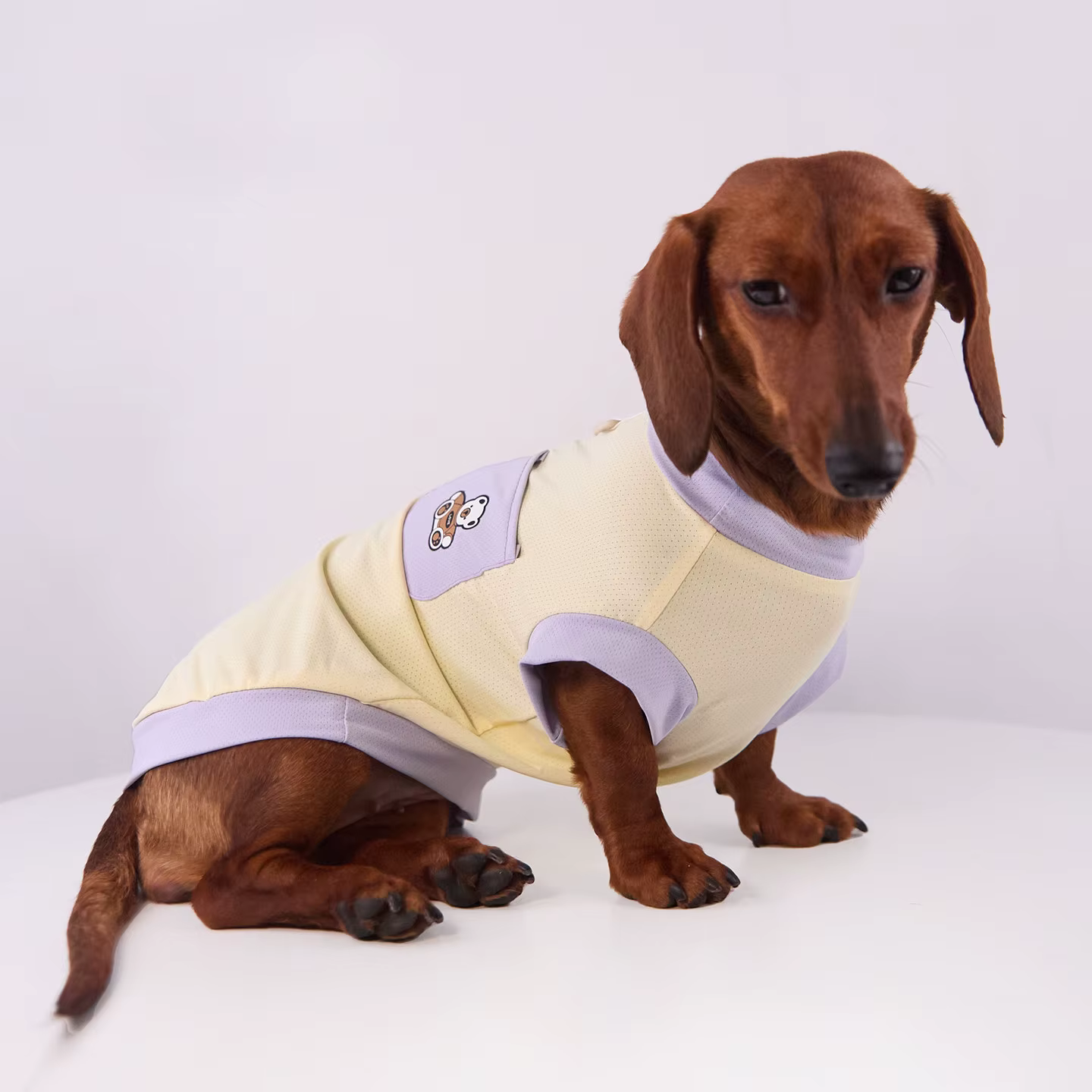 Perro pequeño usando la camiseta de verano