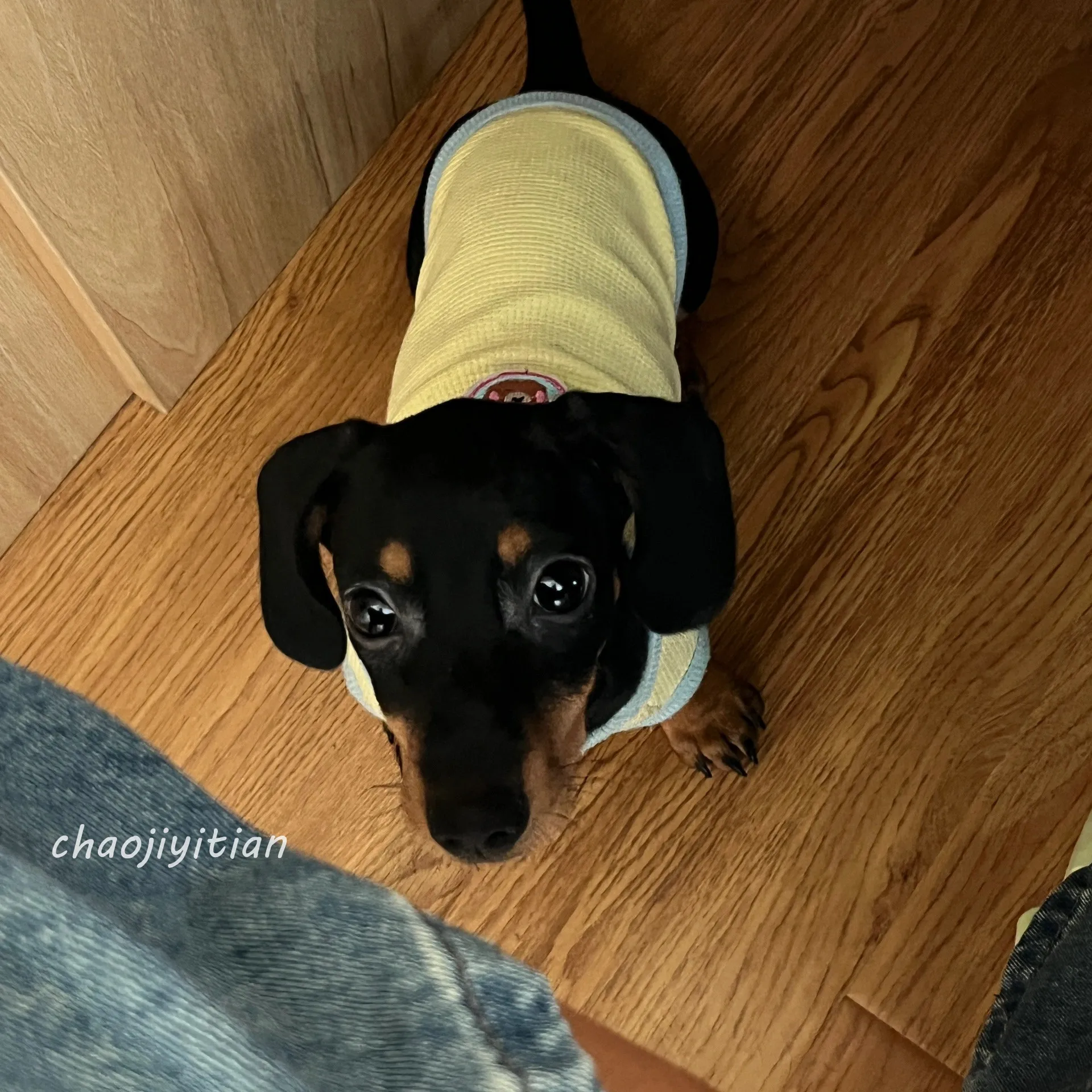 Mono multimedia para perros