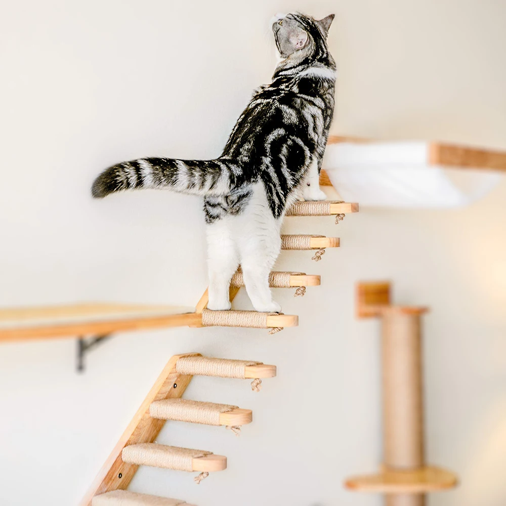 Gato en escalera CWV - salto suave