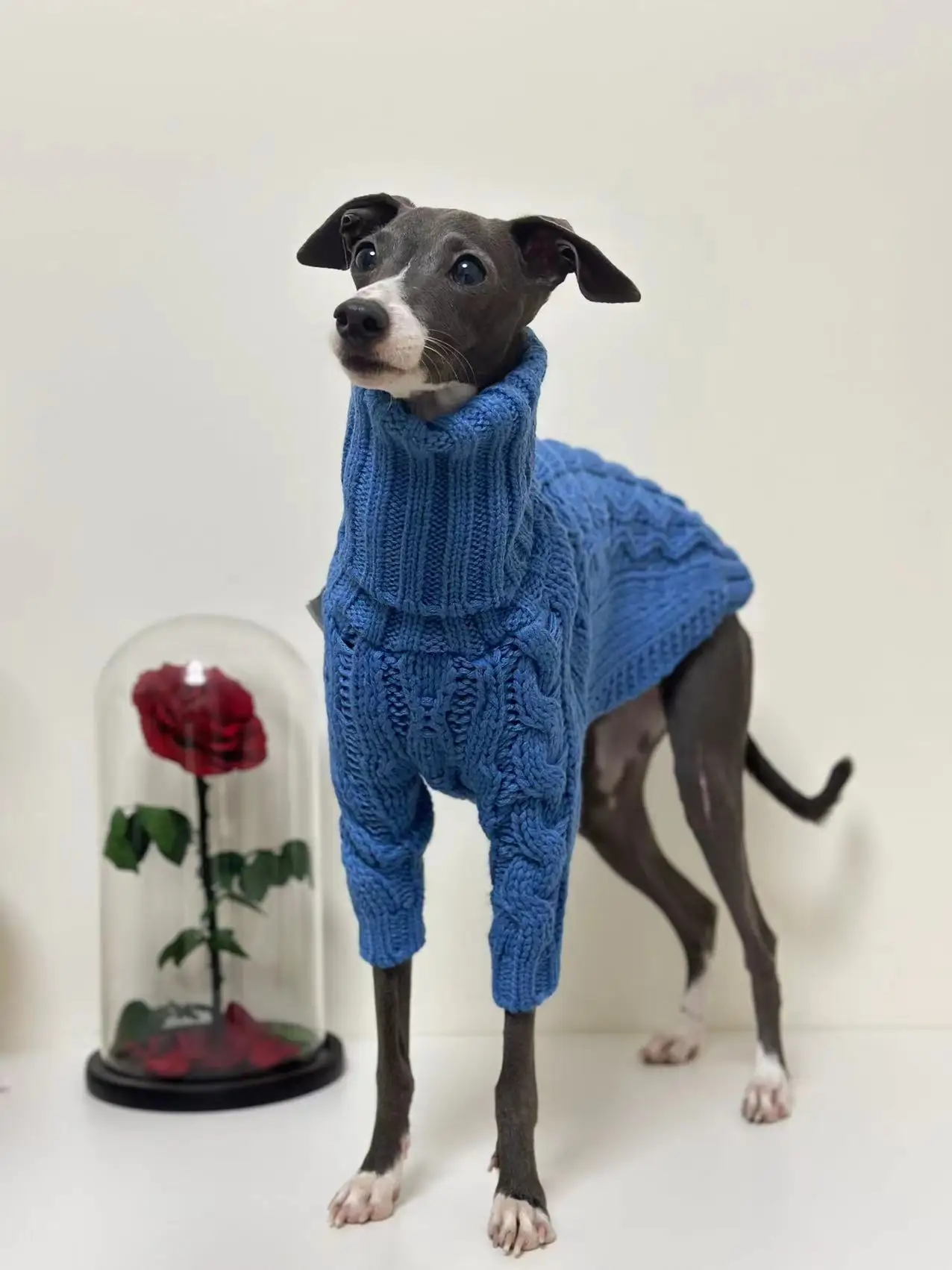 Italian Greyhound jugando en la nieve con el suéter puesto