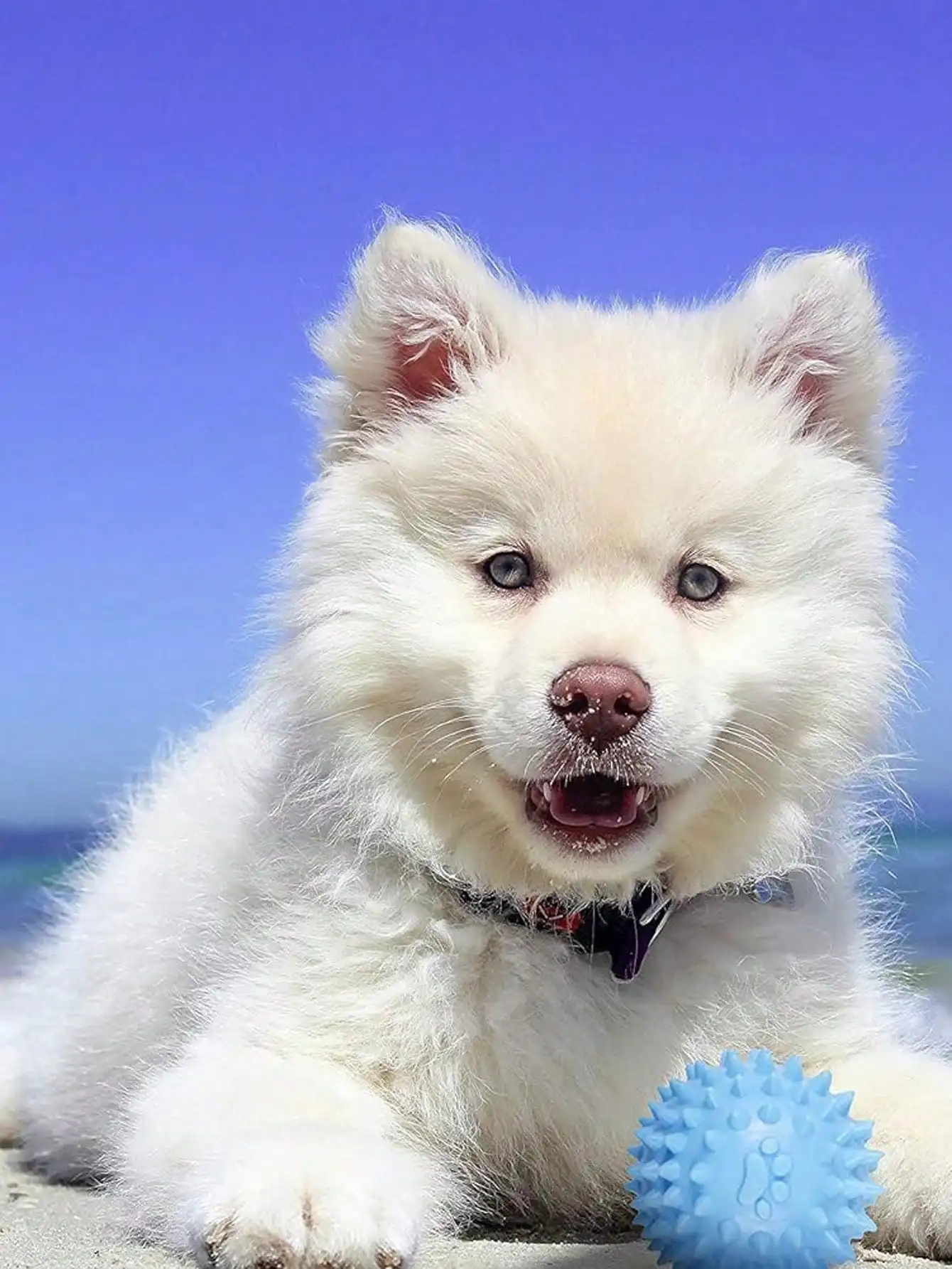 Bola masticable en uso con perro