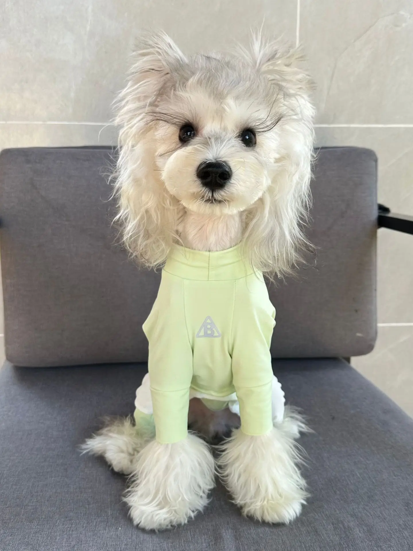 Chaleco antiinsectos de verano en un perro