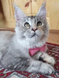 Collar ajustable de gamuza con lazo para gato y perro