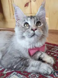 Collar ajustable de gamuza con lazo para gato y perro