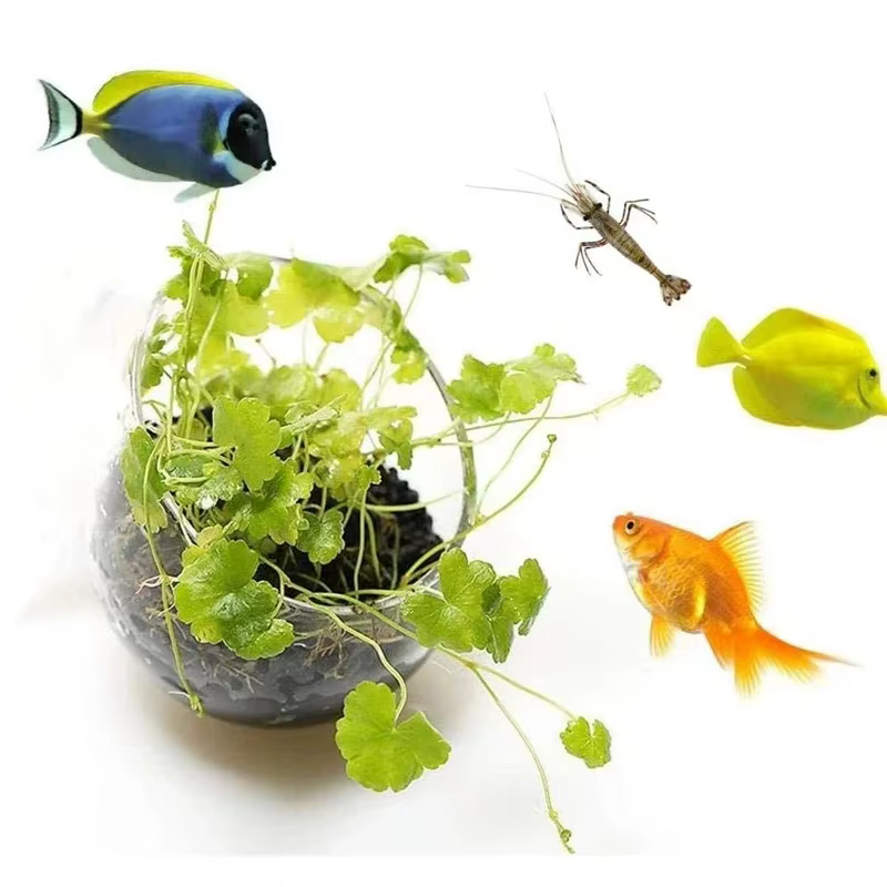 Cilindro vidrio cultivo plantas acuario con ventosas terrario - imagen 2
