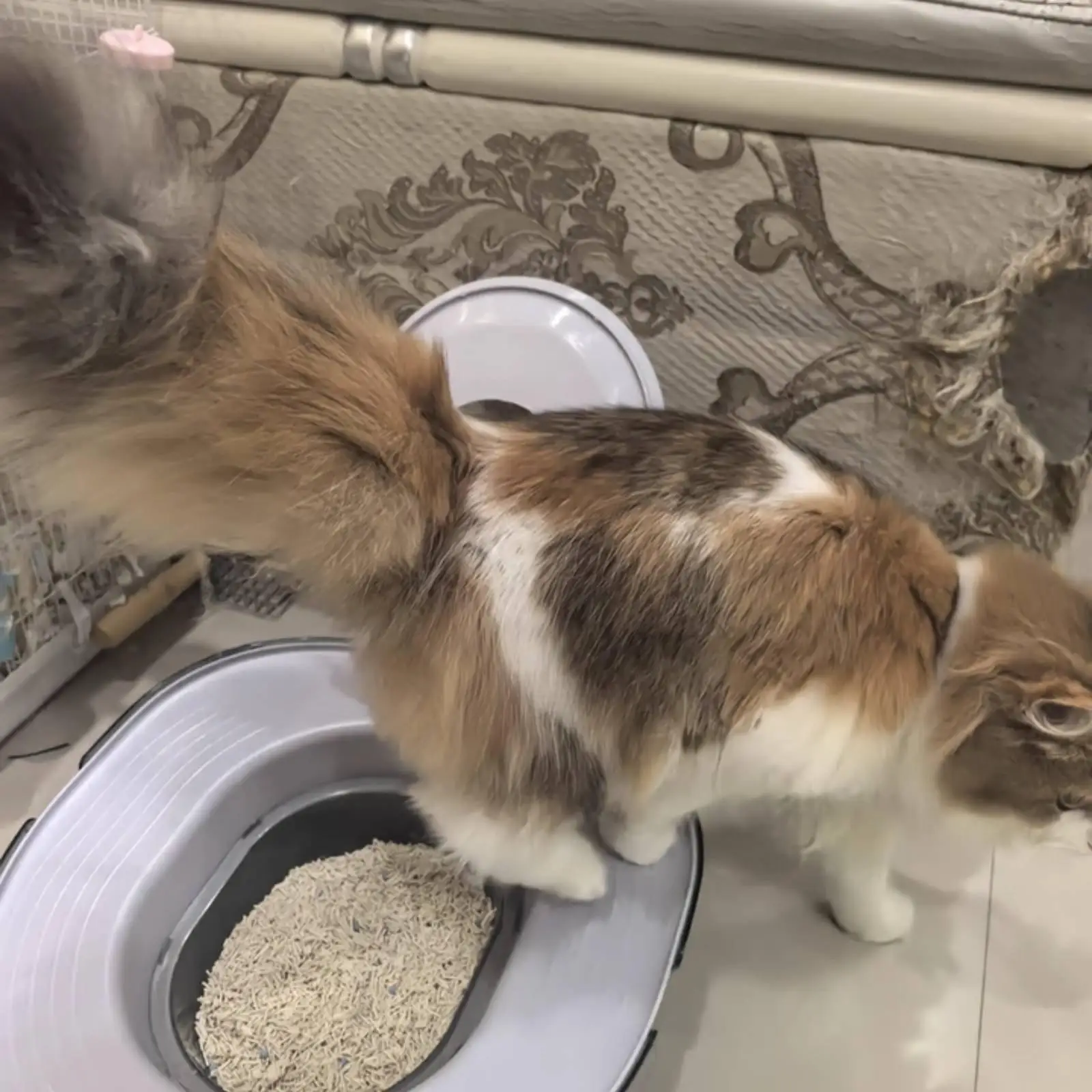 Inodoro desechable para gatos con sellado de agua – Para gatitos - imagen 3