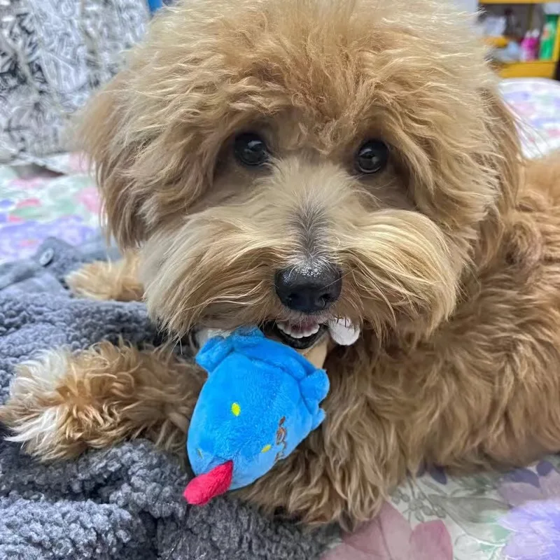 Juguete masticar de peluche fruta para perros y gatos – limpia dientes - imagen 3