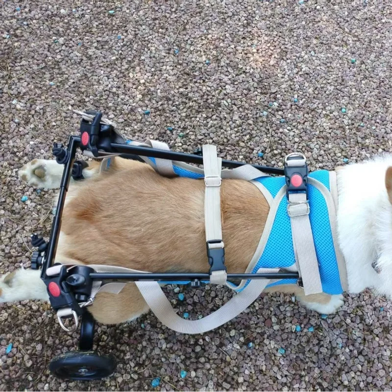 Silla de ruedas para perros con discapacidad: carrito rehabilitación - imagen 3