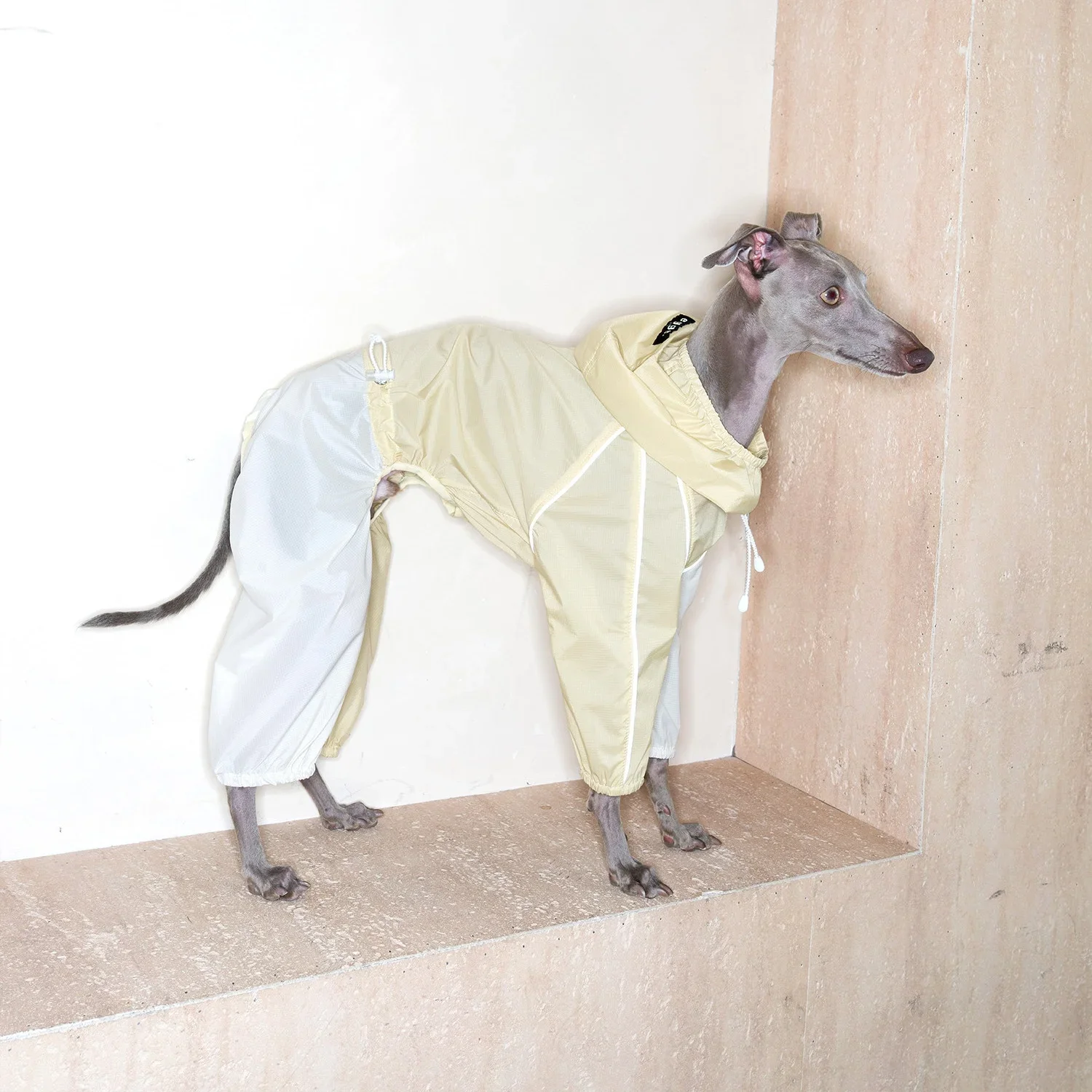 Traje impermeable UPF50+ ligero para galgo italiano, perro - imagen 5