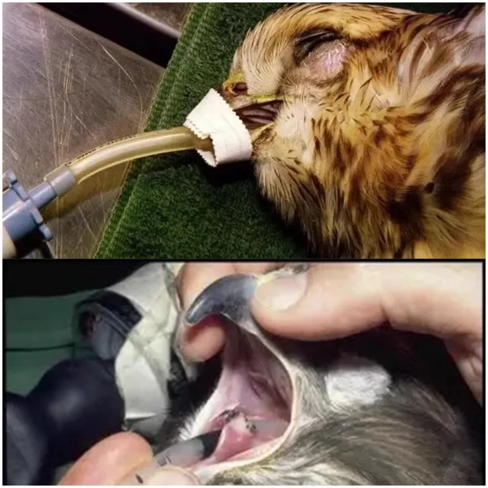 Tubos endotraqueales de diferentes tamaños