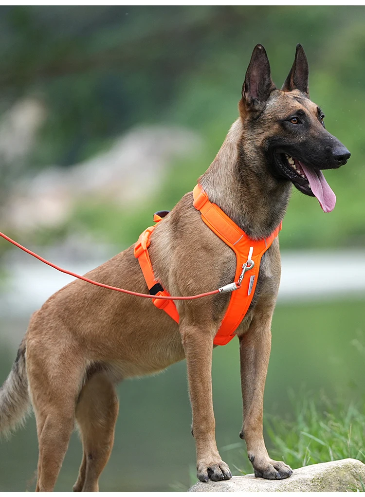 Conjunto de arnés y correa para perro