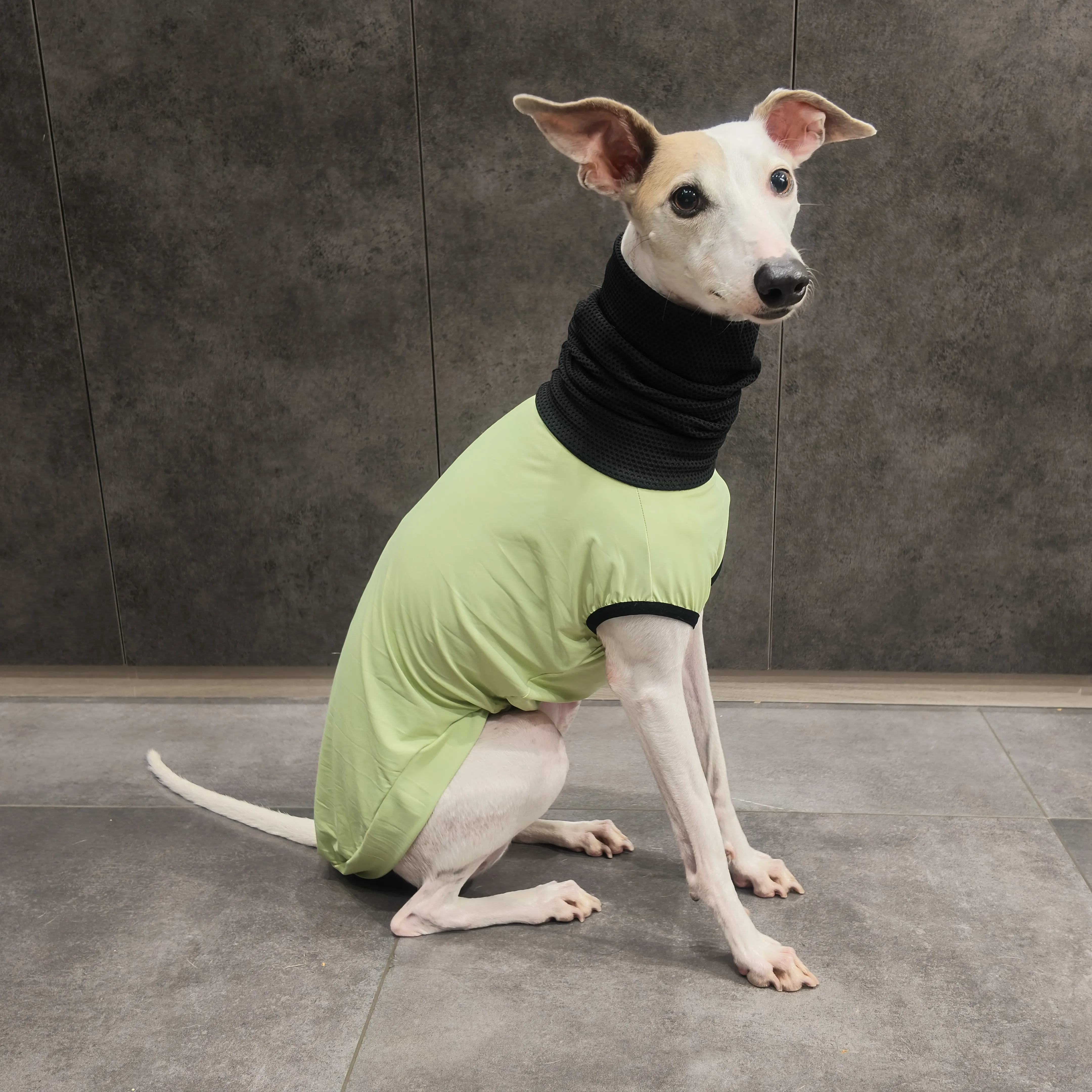 Camiseta verano perro UPF 100+ galgos y whippets, cuello alto - imagen 5