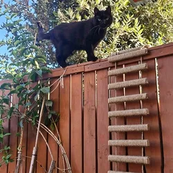 Rascador mural para gatos con escalera de sisal y puente de madera