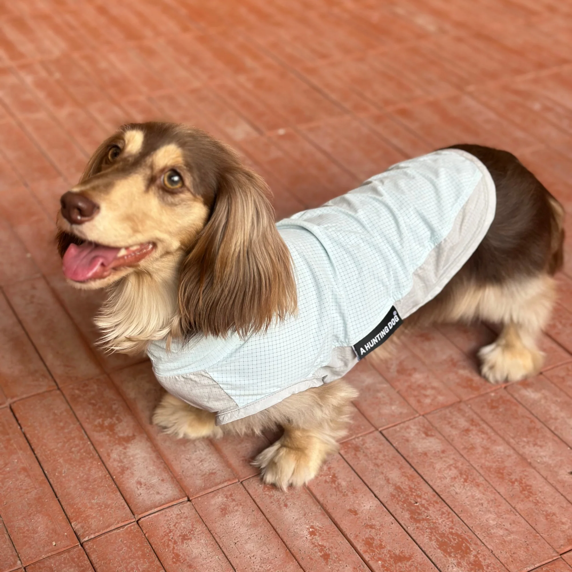 Chaleco refrigerante de verano para perros Dachshund, antiinsectos