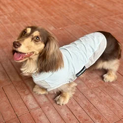 Chaleco refrigerante de verano para perros Dachshund, antiinsectos