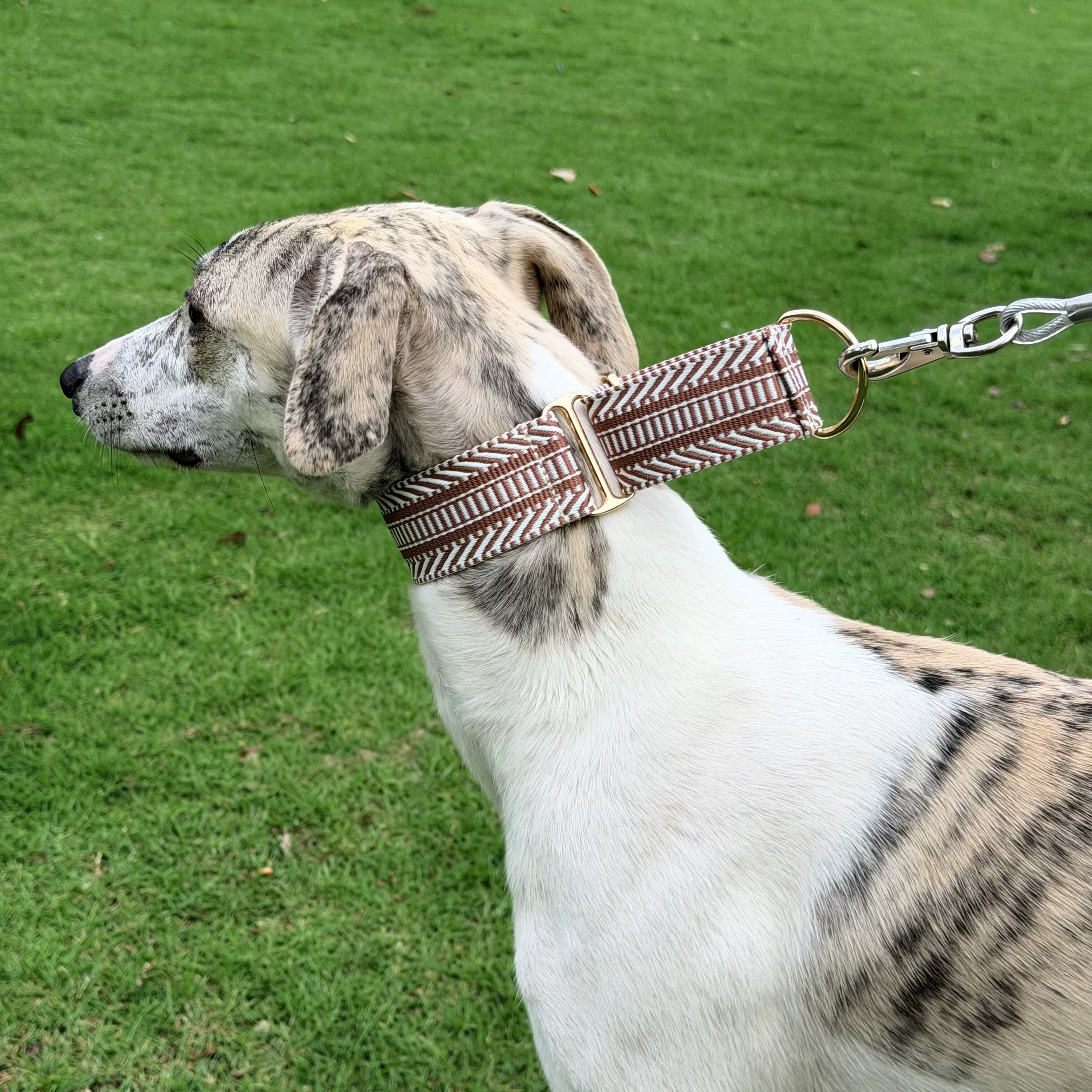 Collar suave ajustable para perros: Whippet y Galgo, seguro - imagen 3