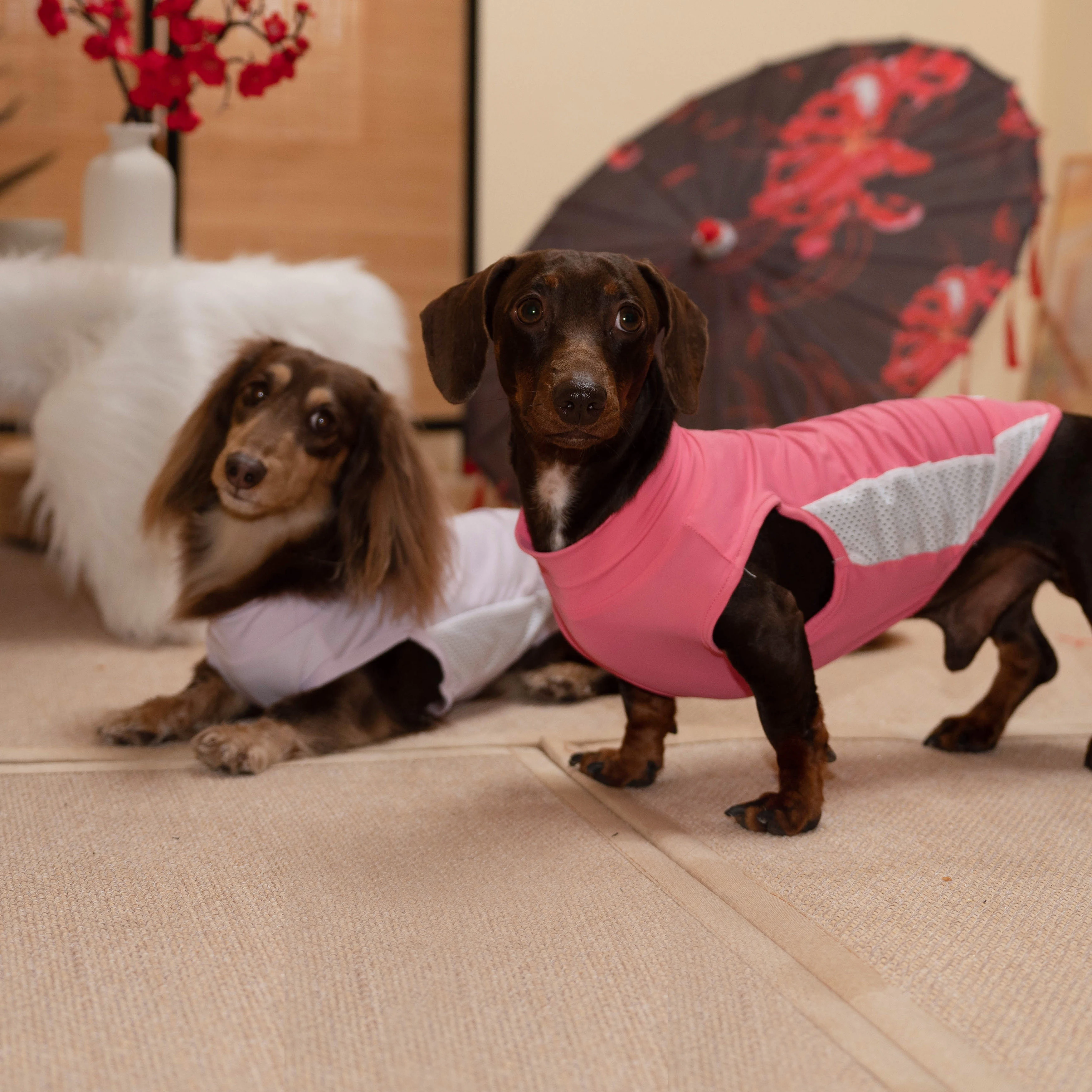 Guía de medidas para traje de perro