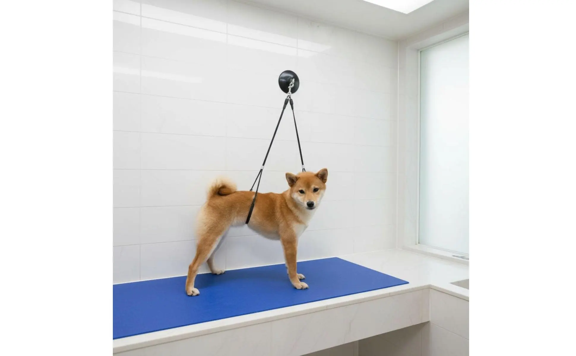 Uso doméstico para aseo canino