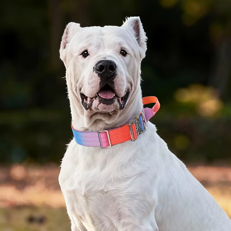 Collar Arcoíris Ajustable para Perros y Gatos – Lujo - imagen 2