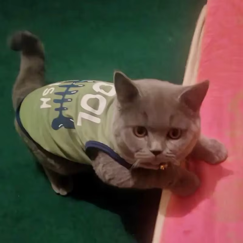 Camiseta para gatos Sphynx doblada mostrando el estampado