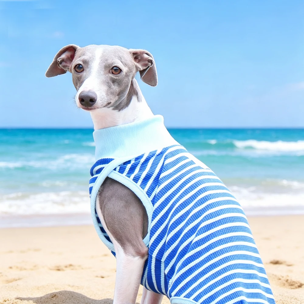 Chaleco en un galgo italiano durante un paseo