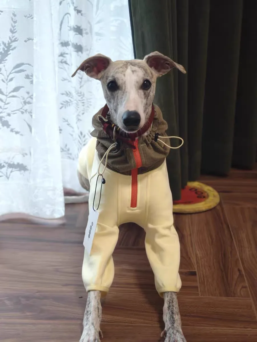 Vista lateral de la chaqueta ajustable en perro de raza Whippet