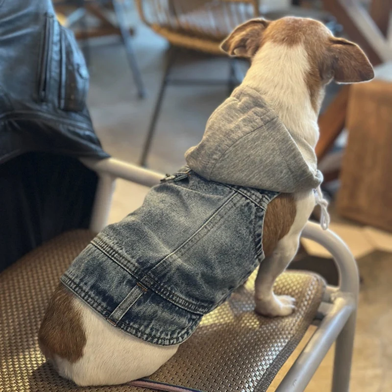 Perro con chaleco azul posture
