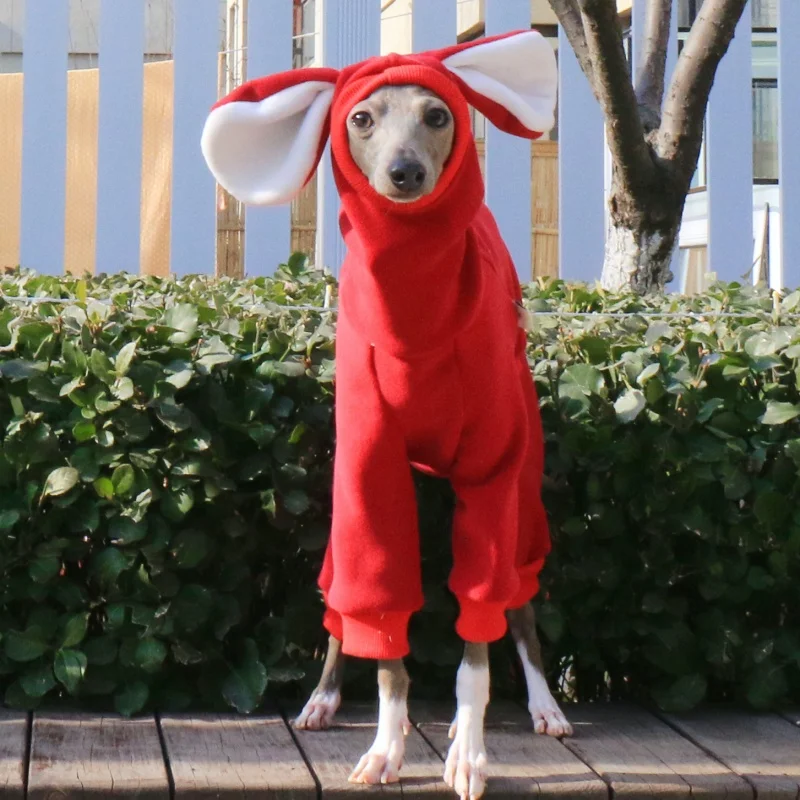Perro con la prenda en acción