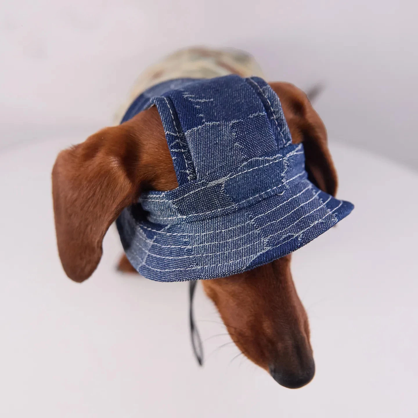 Orificios para orejas de la gorra para perros