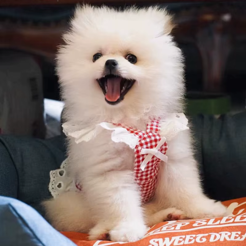 Vestido arnés a cuadros con encaje y lazo para perro pequeño - imagen 3