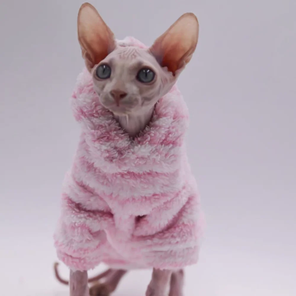 Gato dormido en suéter rosa