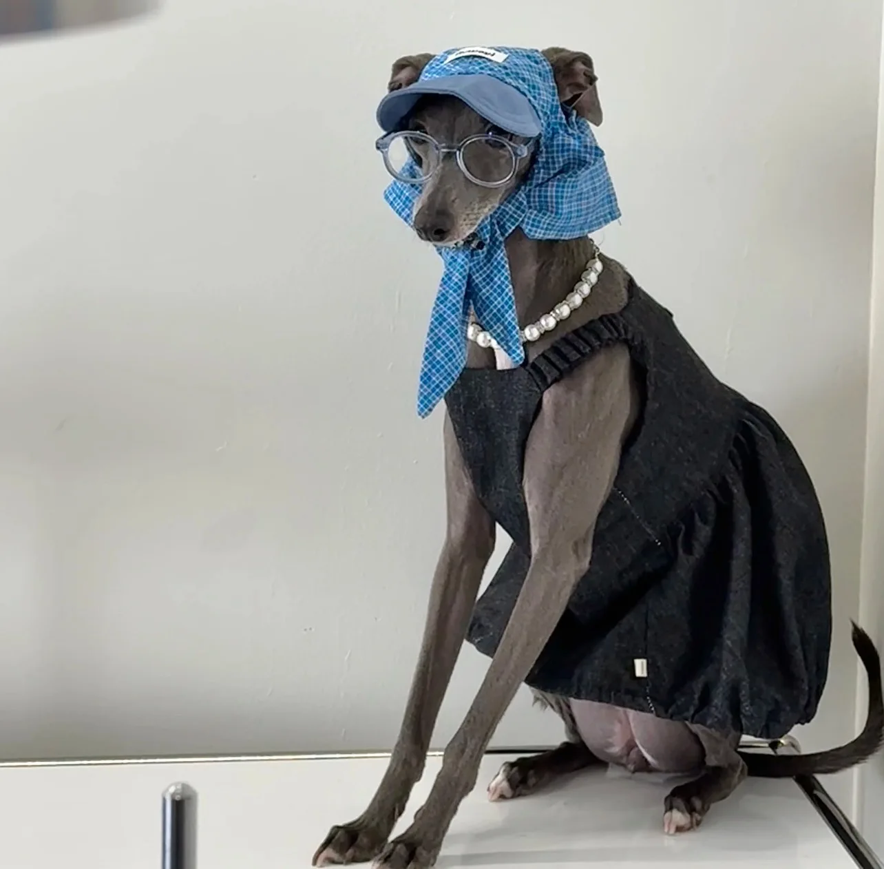 Whippet con sombrero protector en exterior soleado