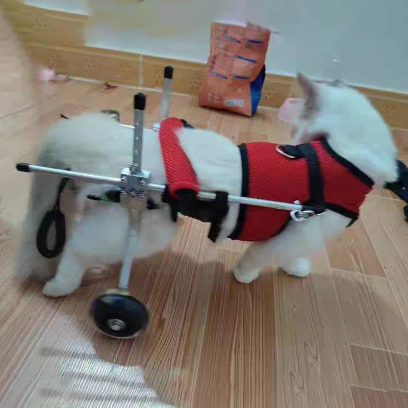 Silla de ruedas para gatos con movilidad reducida, soporte patas traseras - imagen 4