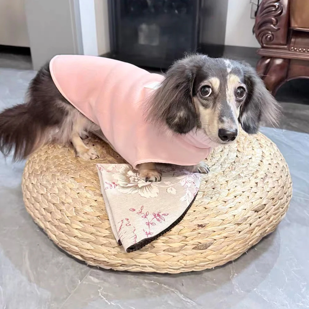 Perro salchicha con suéter en otoño