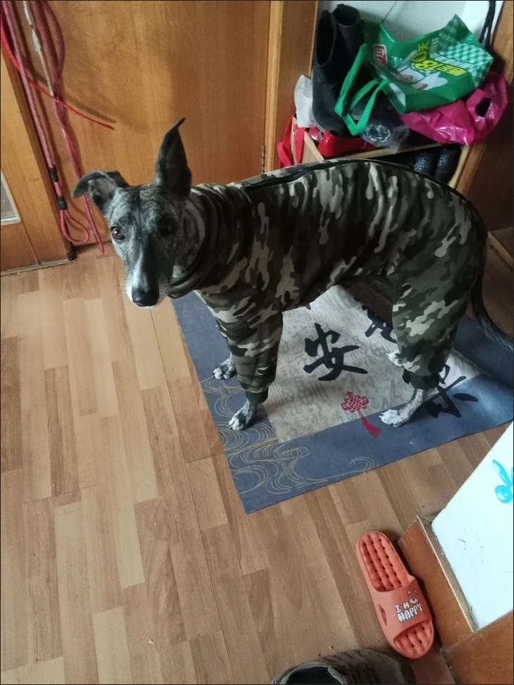 Detalle del cuello alto y cremallera de la chaqueta para galgo