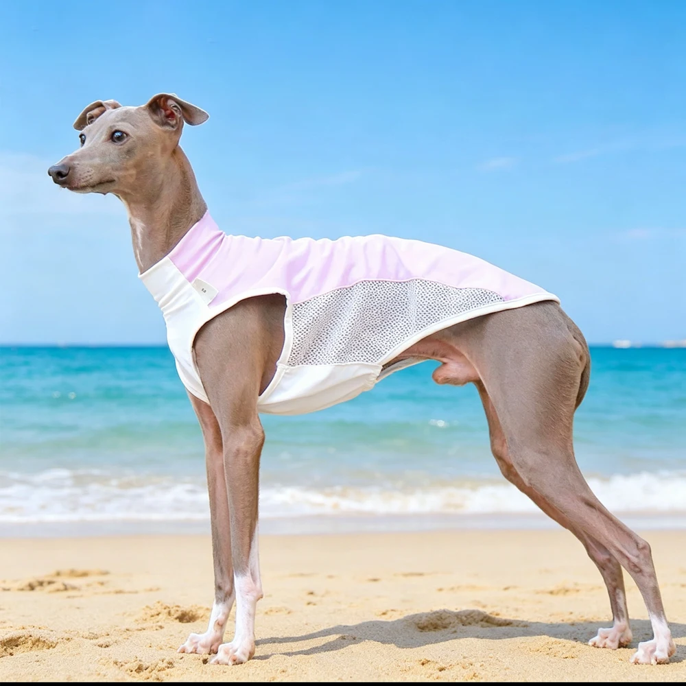 Chaleco en perro de raza galga