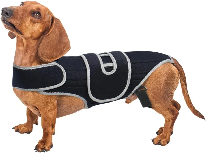 Chaleco de soporte para perro visto desde arriba