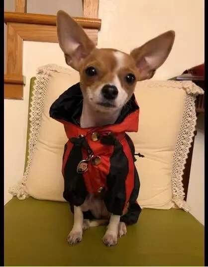 Detalle del impermeable para perro