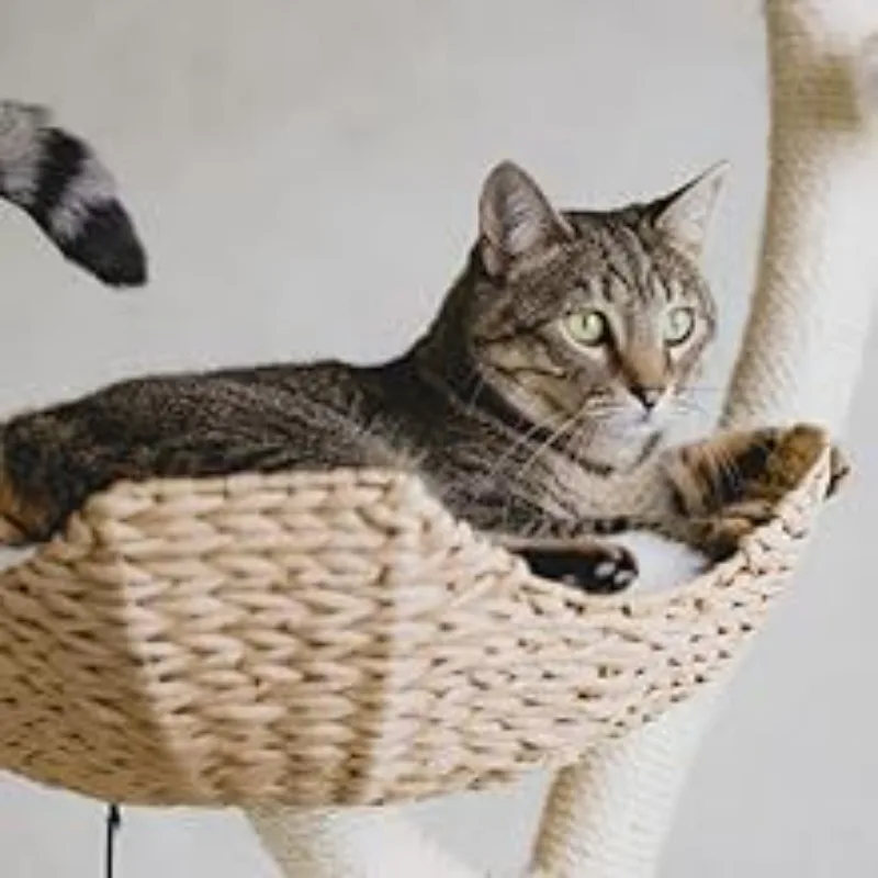 Gato en el árbol