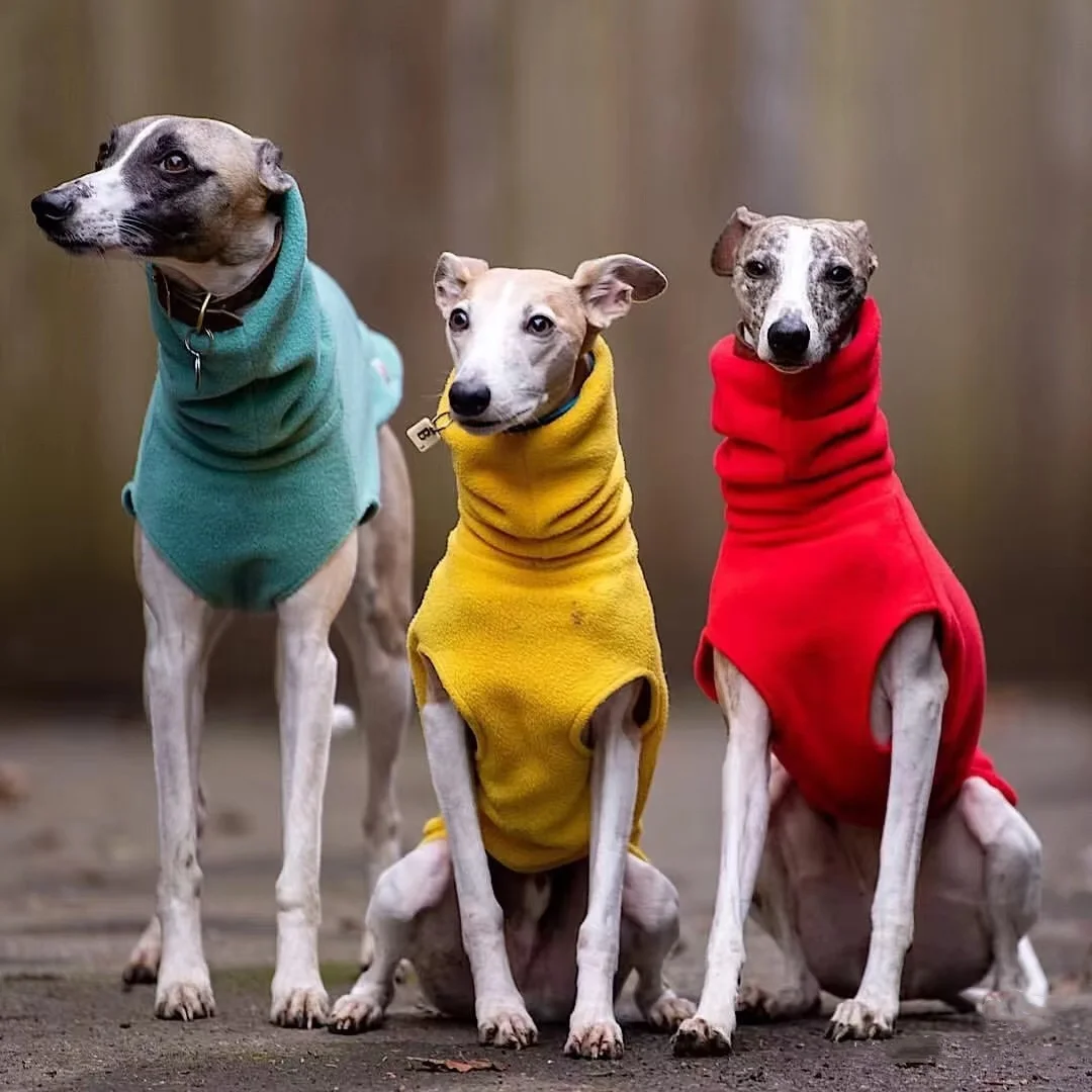 Chaleco azul para Whippet