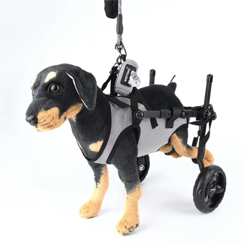 Perro con silla de ruedas en sala