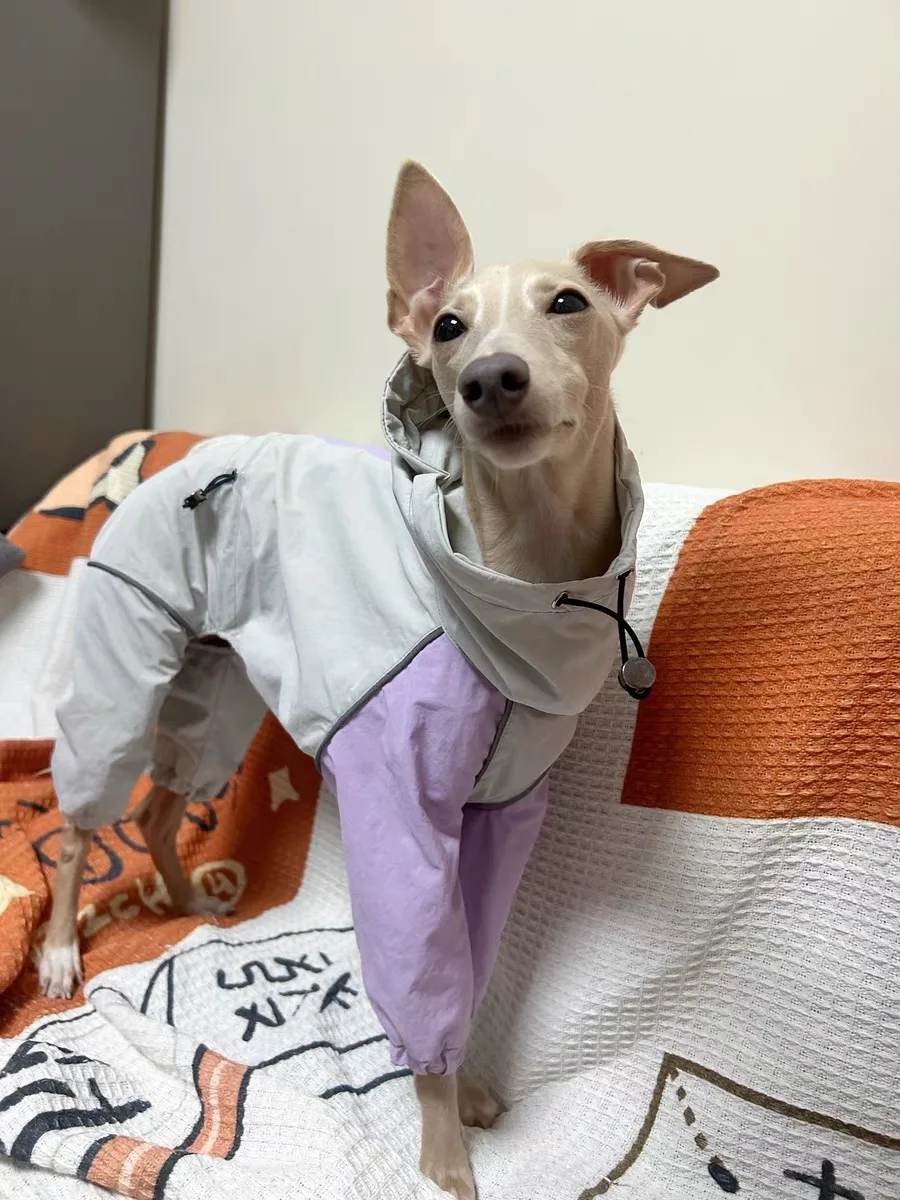 Perro usando chaqueta ligera