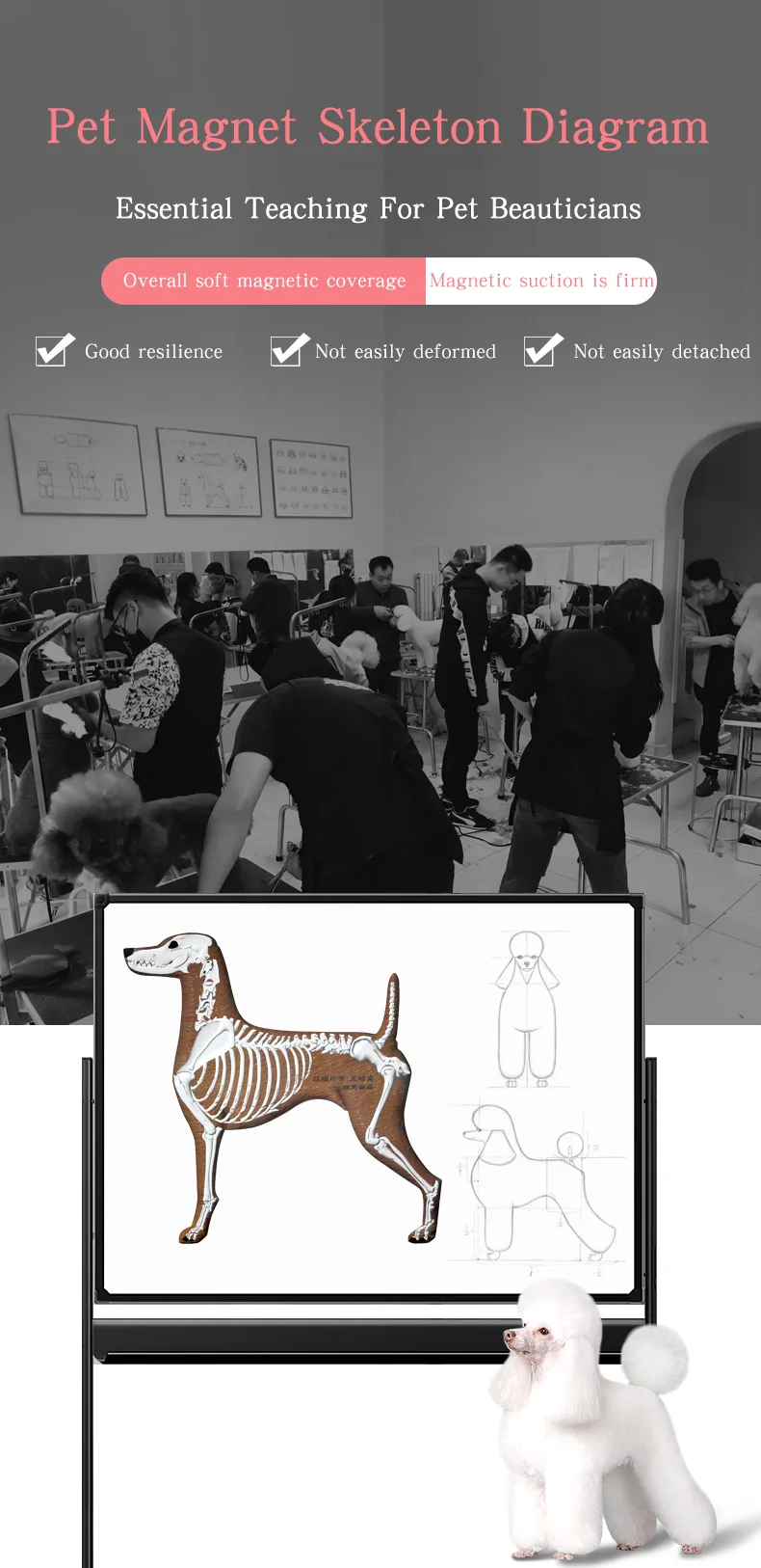 Esqueleto canino magnético - frontal