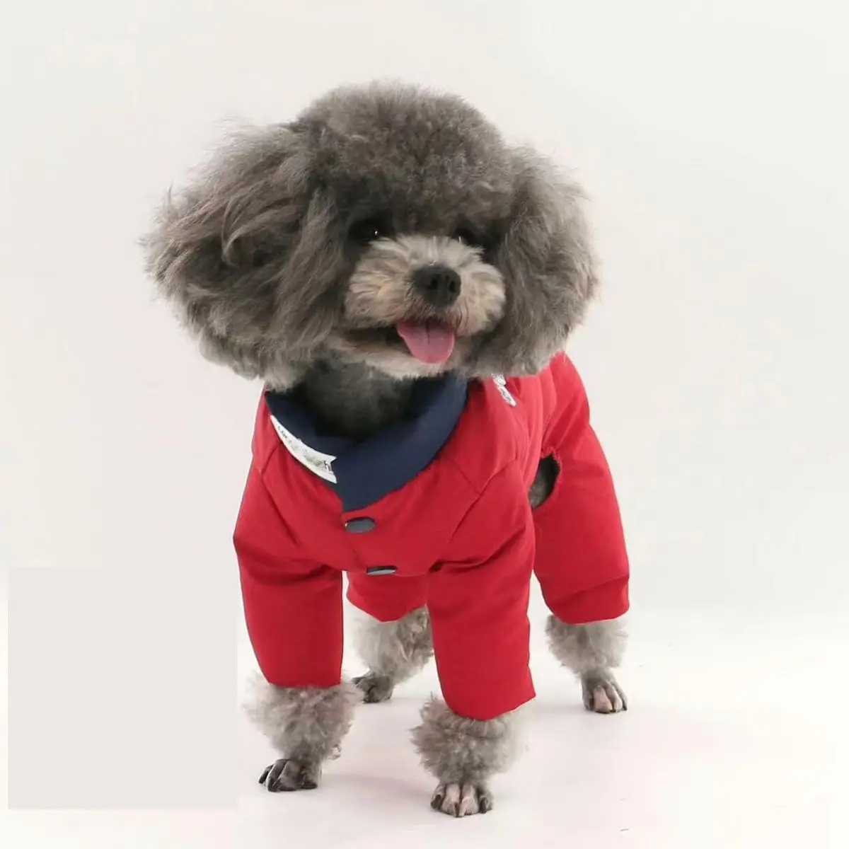 Mascota con chaleco en exteriores